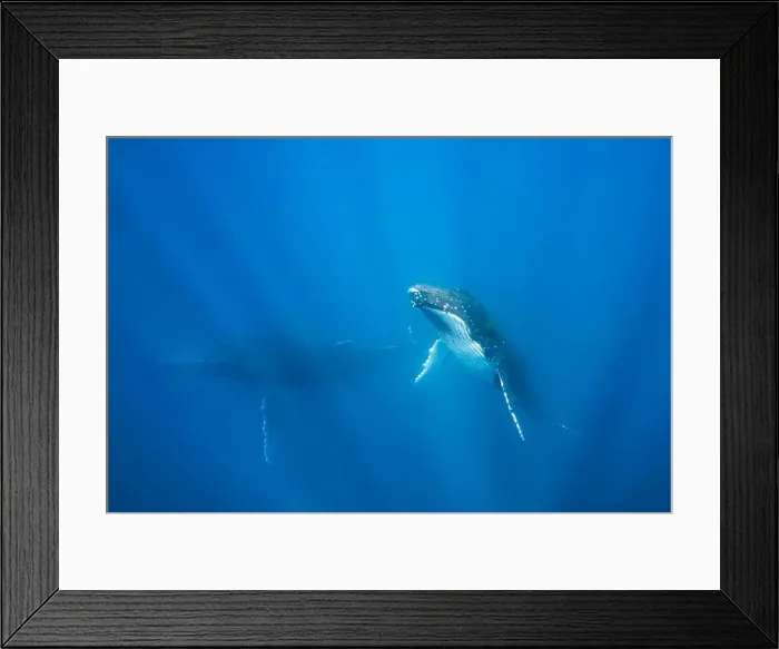 Framed Print : Humpback whale cow (Megaptera novaeangliae) swimming underwater with her calf, Vava'u, Tonga Framed Print : Humpback whale cow (Megaptera novaeangliae) swimming underwater with her calf, Vava'u, Tonga