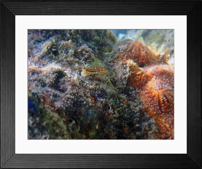 Framed Print : Smallspotted Combtooth Blenny - Ecsenius stictus (rare image) Framed Print : Smallspotted Combtooth Blenny - Ecsenius stictus (rare image)