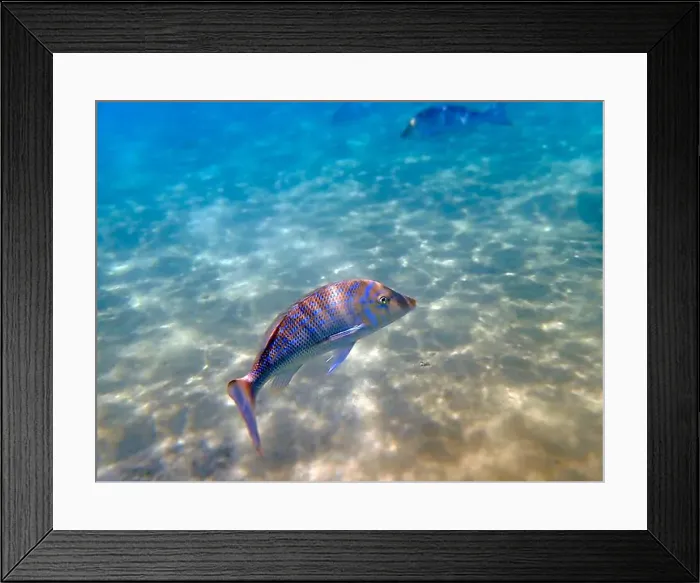 Framed Print : Lethrinus nebulosus, the spangled emperor underwater into the Red sea Framed Print : Lethrinus nebulosus, the spangled emperor underwater into the Red sea