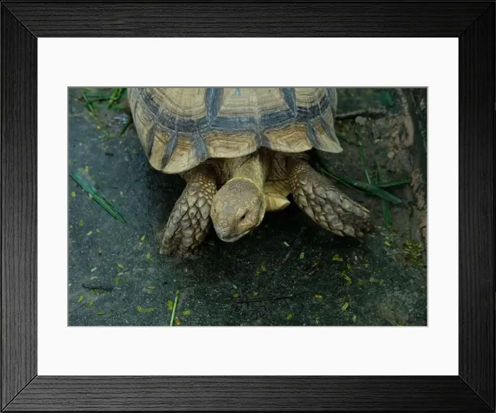 Framed Print : Turtles and daily activities Framed Print : Turtles and daily activities