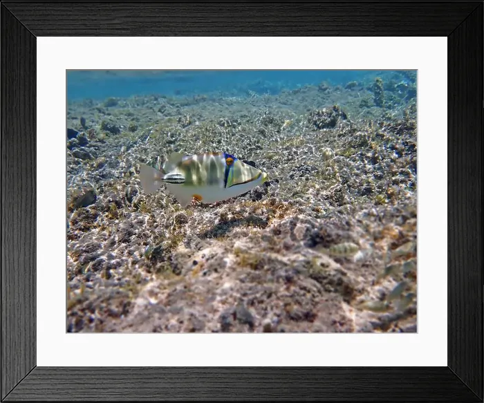 Framed Print : Assasi picasso triggerfish - Rhinecanthus assasi Framed Print : Assasi picasso triggerfish - Rhinecanthus assasi