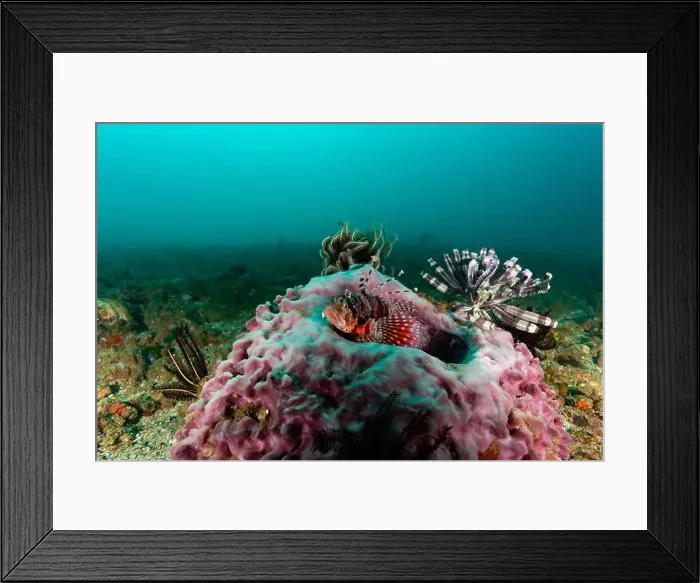 Framed Print : A vibrant red white black striped lionfish rests atop a colourful hard coral against a clean clear background Framed Print : A vibrant red white black striped lionfish rests atop a colourful hard coral against a clean clear background