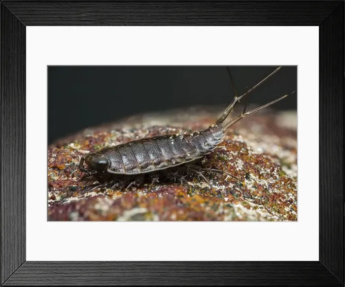 Framed Print : Close-up of a sea slater exploring a vibrant Framed Print : Close-up of a sea slater exploring a vibrant