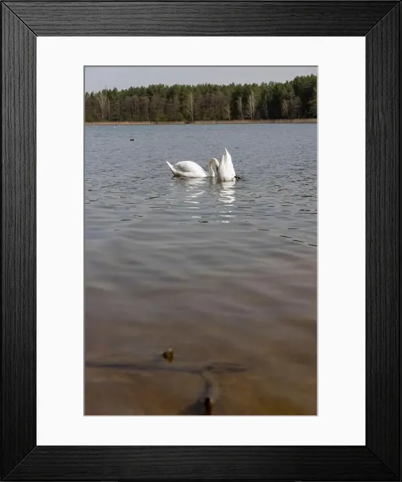 Framed Print : a pair of swans feed in the lake in the spring, a pair of white swans look for food underwater in the lake Framed Print : a pair of swans feed in the lake in the spring, a pair of white swans look for food underwater in the lake