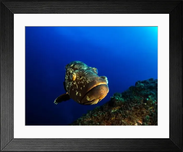 Framed Print : Close-up Dusky Grouper Epinephelous marginatus in Mediterranean sea Framed Print : Close-up Dusky Grouper Epinephelous marginatus in Mediterranean sea