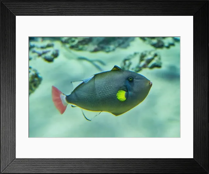 Framed Print : Portrait of pinktail Triggerfish Framed Print : Portrait of pinktail Triggerfish