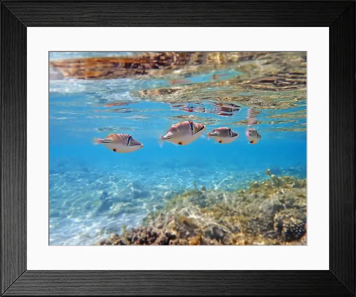 Framed Print : Assasi picasso triggerfish - Rhinecanthus assasi Framed Print : Assasi picasso triggerfish - Rhinecanthus assasi