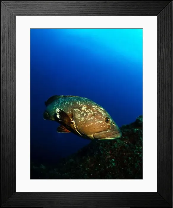 Framed Print : Close-up Dusky Grouper Epinephelous marginatus in Mediterranean sea Framed Print : Close-up Dusky Grouper Epinephelous marginatus in Mediterranean sea