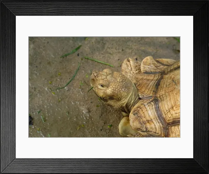 Framed Print : Turtles and daily activities Framed Print : Turtles and daily activities
