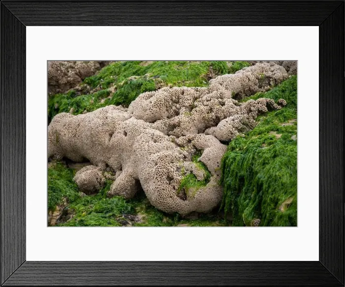 Framed Print : Underwater life in Arcachon bay, group of live mussels clams grownig on stones at low tide in Atlantic ocean close up