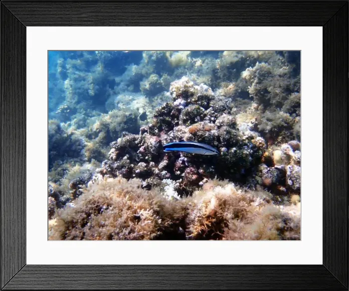 Framed Print : Bluestreak cleaner wrasse (Labroides dimidiatus), underwater photography Framed Print : Bluestreak cleaner wrasse (Labroides dimidiatus), underwater photography
