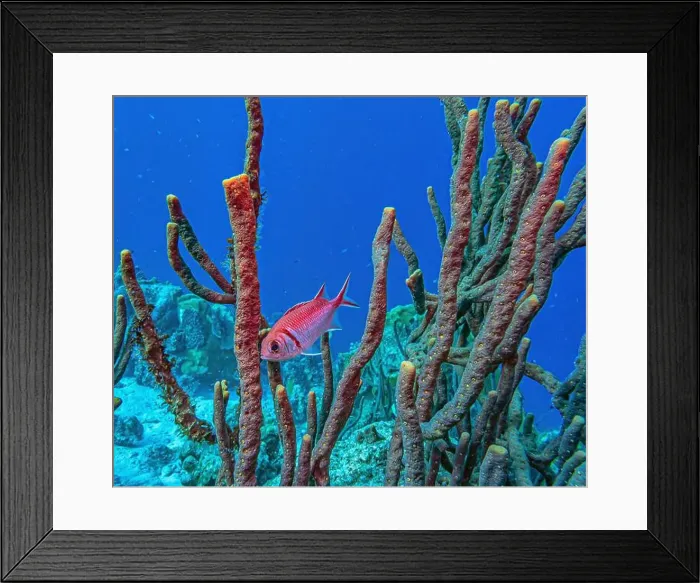 Framed Print : Myripristinae is a subfamily of the ray-finned fish family Holocentridae. They are typically known as soldierfish Framed Print : Myripristinae is a subfamily of the ray-finned fish family Holocentridae. They are typically known as soldierfish