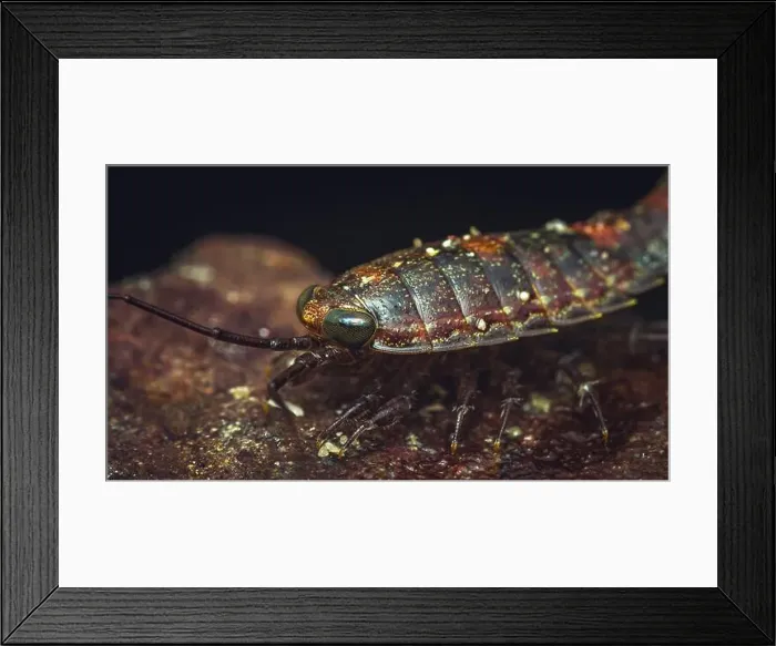 Framed Print : Close-up of a sea slater crawling on a rock Framed Print : Close-up of a sea slater crawling on a rock