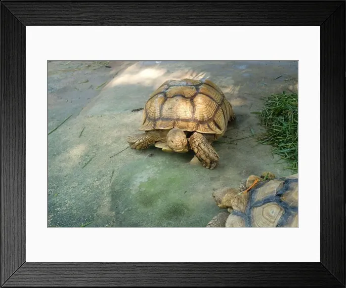 Framed Print : Turtles and daily activities Framed Print : Turtles and daily activities