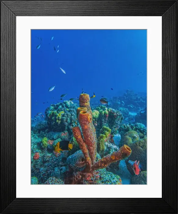 Framed Print : rock beauty, Holacanthus tricolor