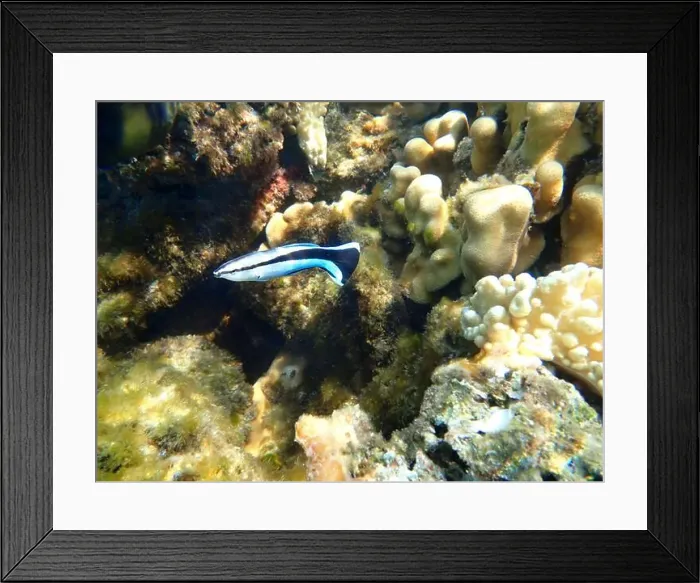 Framed Print : Bluestreak cleaner wrasse (Labroides dimidiatus), underwater photography Framed Print : Bluestreak cleaner wrasse (Labroides dimidiatus), underwater photography