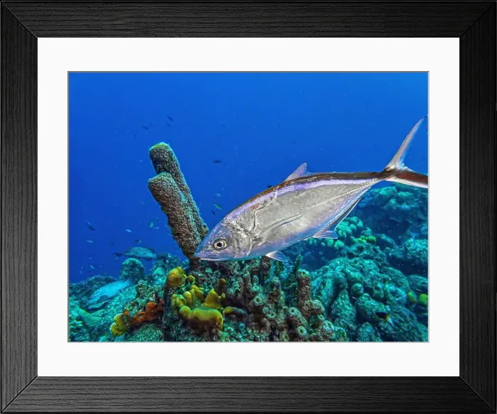 Framed Print : bar jack, Caranx ruber, also known as the carbonero Framed Print : bar jack, Caranx ruber, also known as the carbonero