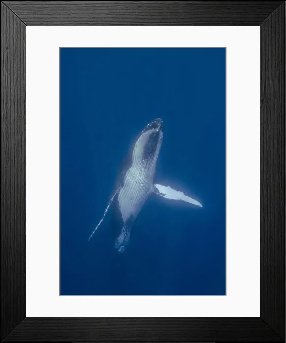 Framed Print : Humpback Whale (Megaptera novaeangliae) swimming underwater, Vava'u, Tonga Framed Print : Humpback Whale (Megaptera novaeangliae) swimming underwater, Vava'u, Tonga