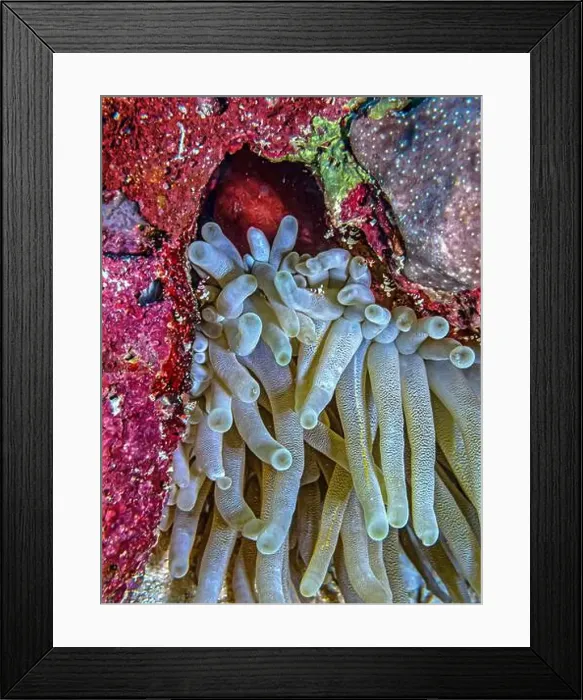 Framed Print : Sea anemones are a group of marine, predatory animals of the order Actiniaria Framed Print : Sea anemones are a group of marine, predatory animals of the order Actiniaria