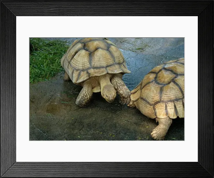 Framed Print : Turtles and daily activities Framed Print : Turtles and daily activities