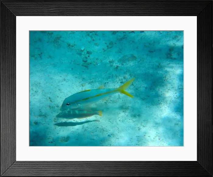 Framed Print : Puddingwife wrasse and Yellow goatfish foraging together, Bonaire, Caribbean Netherlands Framed Print : Puddingwife wrasse and Yellow goatfish foraging together, Bonaire, Caribbean Netherlands