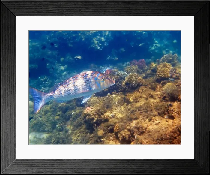 Framed Print : Lethrinus nebulosus, the spangled emperor underwater into the Red sea Framed Print : Lethrinus nebulosus, the spangled emperor underwater into the Red sea