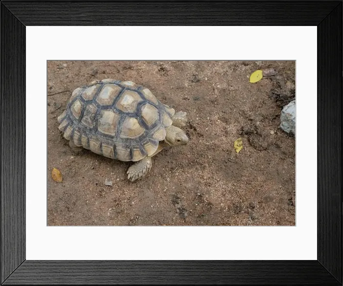 Framed Print : Turtles and daily activities Framed Print : Turtles and daily activities