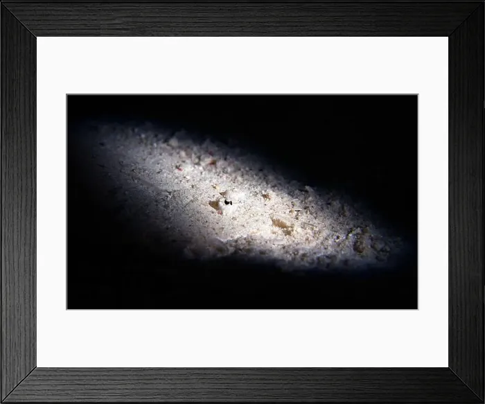 Framed Print : Bothus pantherinus - leopard flounder