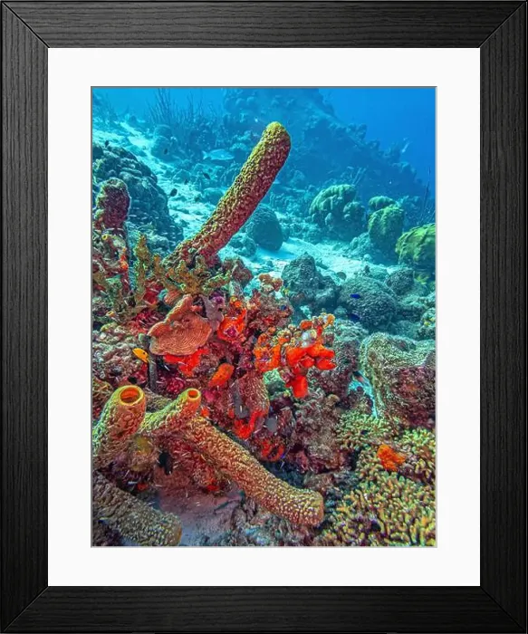 Framed Print : Caribbean coral reef off the coast of the island of Bonaire Framed Print : Caribbean coral reef off the coast of the island of Bonaire