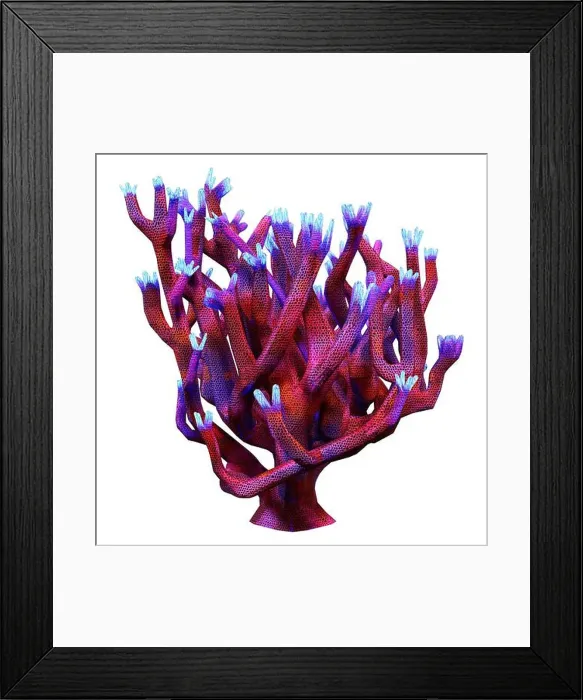Framed Print : 3D rendering of a staghorn coral isolated on white background Framed Print : 3D rendering of a staghorn coral isolated on white background