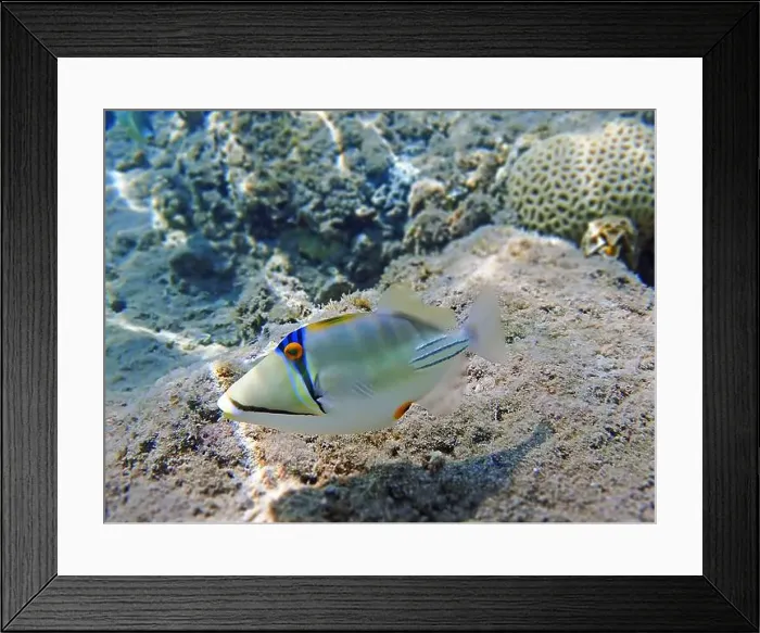 Framed Print : Assasi picasso triggerfish - Rhinecanthus assasi Framed Print : Assasi picasso triggerfish - Rhinecanthus assasi