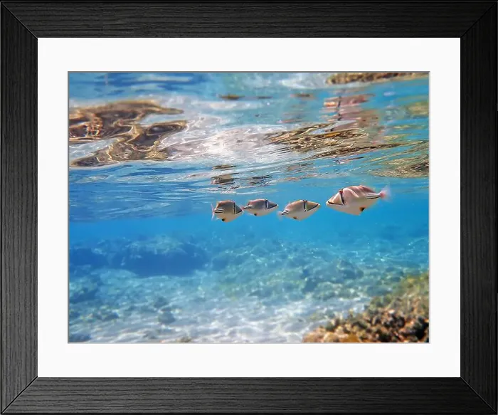 Framed Print : Assasi picasso triggerfish - Rhinecanthus assasi