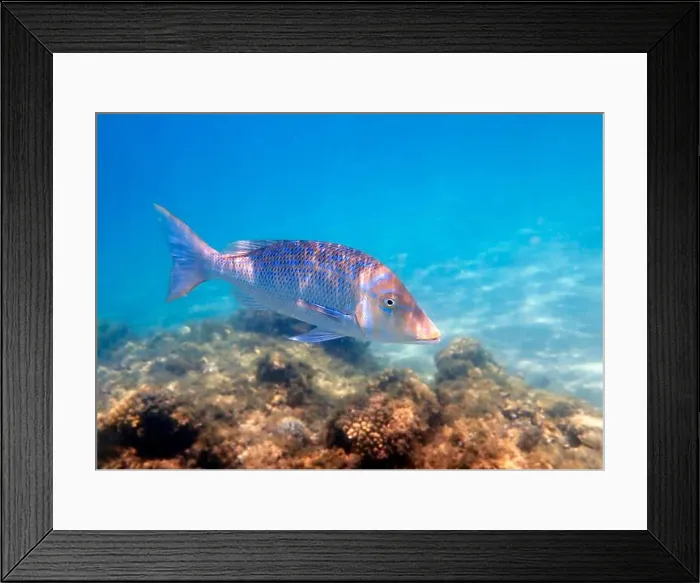 Framed Print : Lethrinus nebulosus, the spangled emperor underwater into the Red sea Framed Print : Lethrinus nebulosus, the spangled emperor underwater into the Red sea