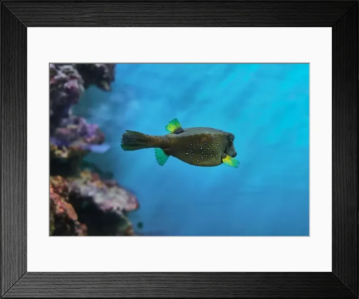 Framed Print : Vibrant box-shaped fish Framed Print : Vibrant box-shaped fish