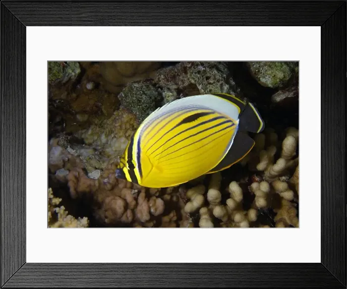 Framed Print : Chaetodon austriacus Framed Print : Chaetodon austriacus