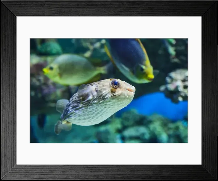 Framed Print : Portrait of longspined porcupinefish Framed Print : Portrait of longspined porcupinefish