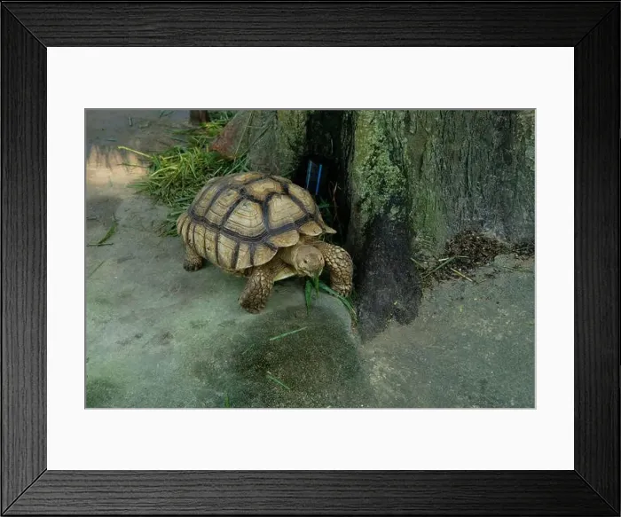 Framed Print : Turtles and daily activities Framed Print : Turtles and daily activities