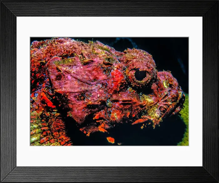 Framed Print : Synanceia verrucosa, the reef stonefish or simply stonefish, is a species of venomous, marine ray-finned fish Framed Print : Synanceia verrucosa, the reef stonefish or simply stonefish, is a species of venomous, marine ray-finned fish