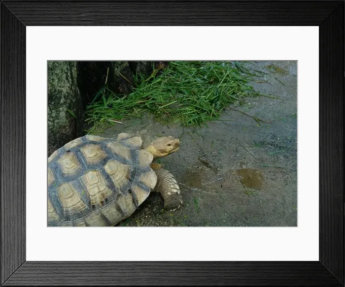 Framed Print : Turtles and daily activities Framed Print : Turtles and daily activities