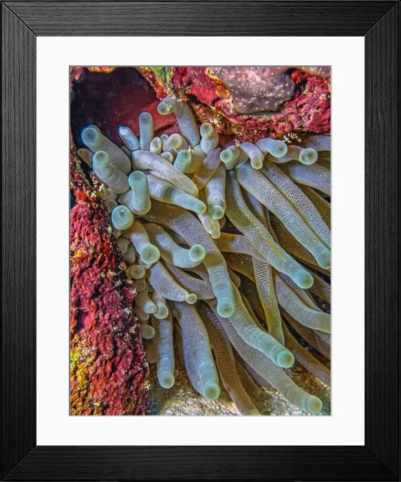 Framed Print : Sea anemones are a group of marine, predatory animals of the order Actiniaria Framed Print : Sea anemones are a group of marine, predatory animals of the order Actiniaria