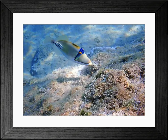 Framed Print : Assasi picasso triggerfish - Rhinecanthus assasi Framed Print : Assasi picasso triggerfish - Rhinecanthus assasi