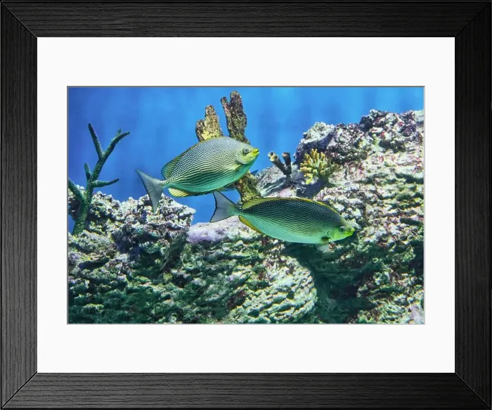 Framed Print : Two striped fish Java rabbitfish (Siganus javus) swimming around coral in vivid aquarium scene Framed Print : Two striped fish Java rabbitfish (Siganus javus) swimming around coral in vivid aquarium scene