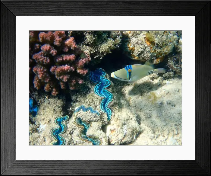 Framed Print : Assasi picasso triggerfish - Rhinecanthus assasi Framed Print : Assasi picasso triggerfish - Rhinecanthus assasi