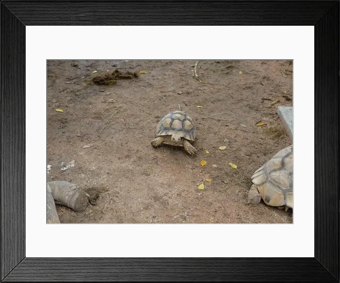 Framed Print : Turtles and daily activities Framed Print : Turtles and daily activities