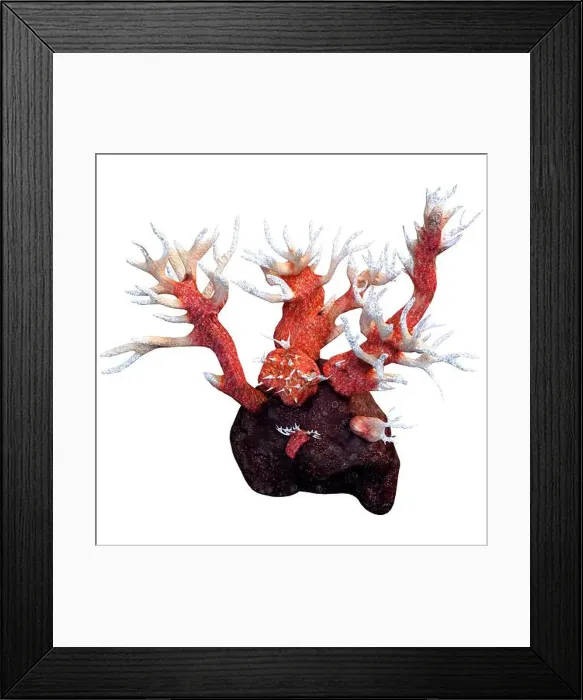 Framed Print : 3D rendering of a red octocorallia coral isolated on white background Framed Print : 3D rendering of a red octocorallia coral isolated on white background