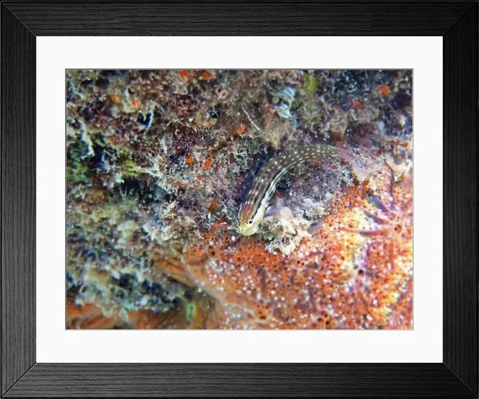 Framed Print : Smallspotted Combtooth Blenny - Ecsenius stictus (rare image) Framed Print : Smallspotted Combtooth Blenny - Ecsenius stictus (rare image)
