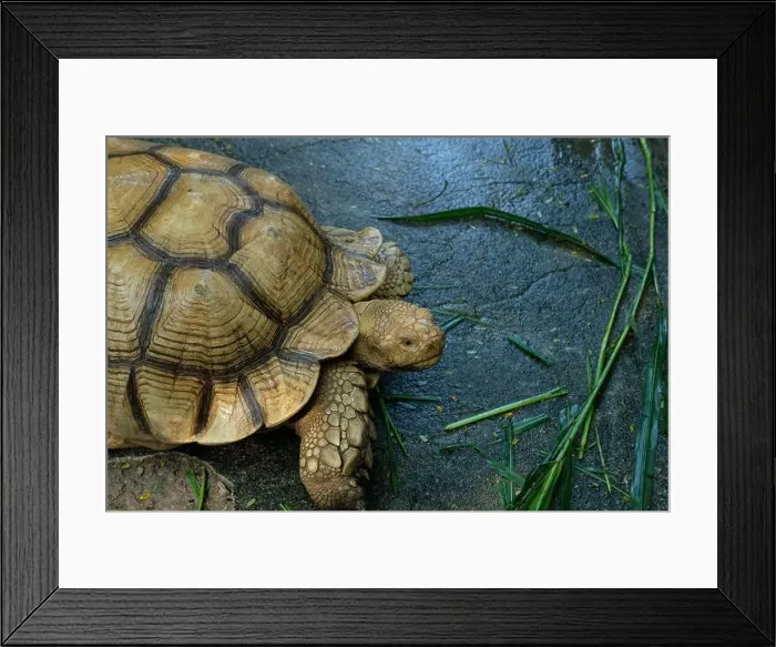 Framed Print : Turtles and daily activities Framed Print : Turtles and daily activities