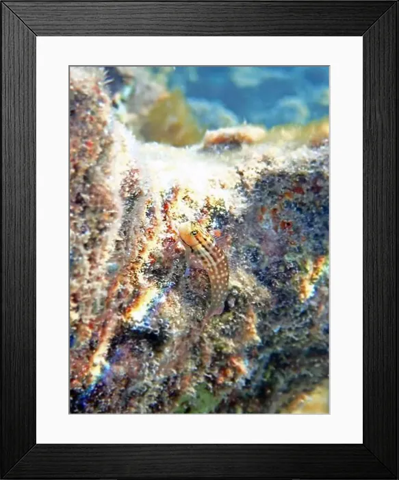 Framed Print : Smallspotted Combtooth Blenny - Ecsenius stictus (rare image) Framed Print : Smallspotted Combtooth Blenny - Ecsenius stictus (rare image)