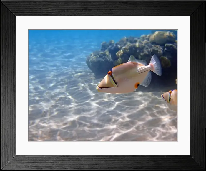Framed Print : Assasi picasso triggerfish - Rhinecanthus assasi Framed Print : Assasi picasso triggerfish - Rhinecanthus assasi