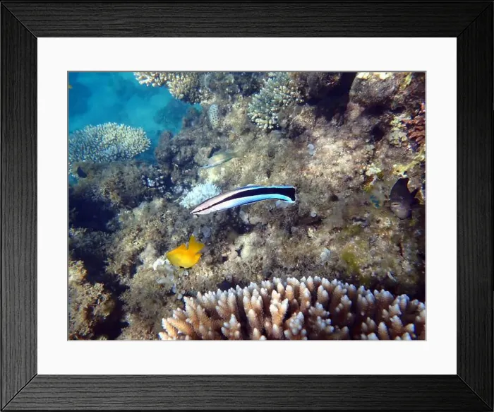 Framed Print : Bluestreak cleaner wrasse (Labroides dimidiatus), underwater photography Framed Print : Bluestreak cleaner wrasse (Labroides dimidiatus), underwater photography